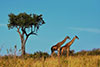 Tour durch Tansania mit Serengeti Park - kleine Gruppe (15 Tage)