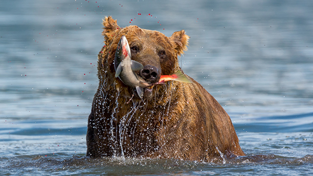 Bären am Kurilensee auf Kamtschatka
