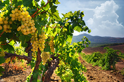 Weinbau Bulgarien