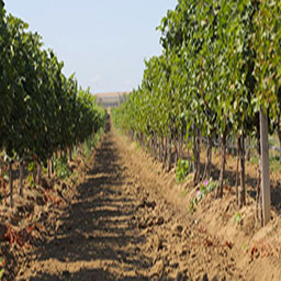 Agrar Reisen: Weinbau in Georgien