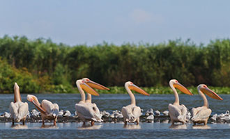 Reisen nach Rumänien und zum Donaudelta