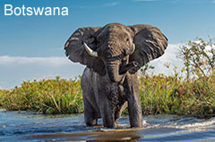 Südafrika Reisen - Republik Botsuana - Elefanten Safari
